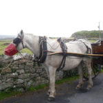 A horse and cart A horse and cart