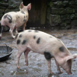Spotted pigs Spotted pigs