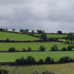 Fields lined by hedgerows on the Ring of Kerry.