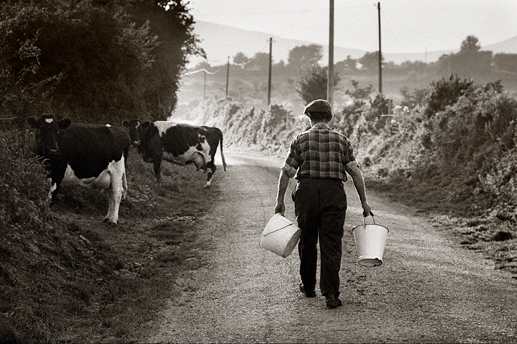Milking time, Co. Waterford, 1990.