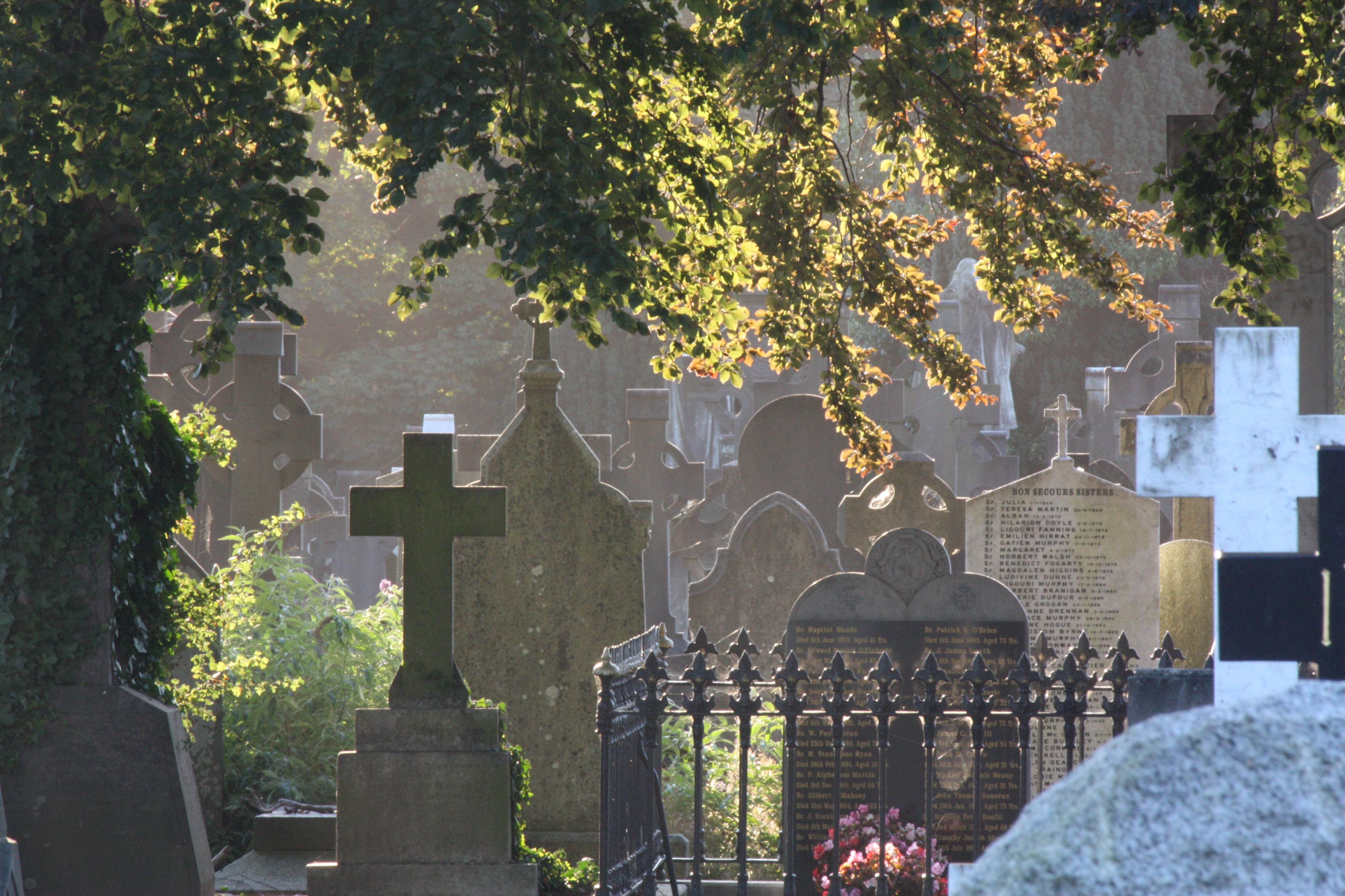 Summer's evening at Glasnevin.