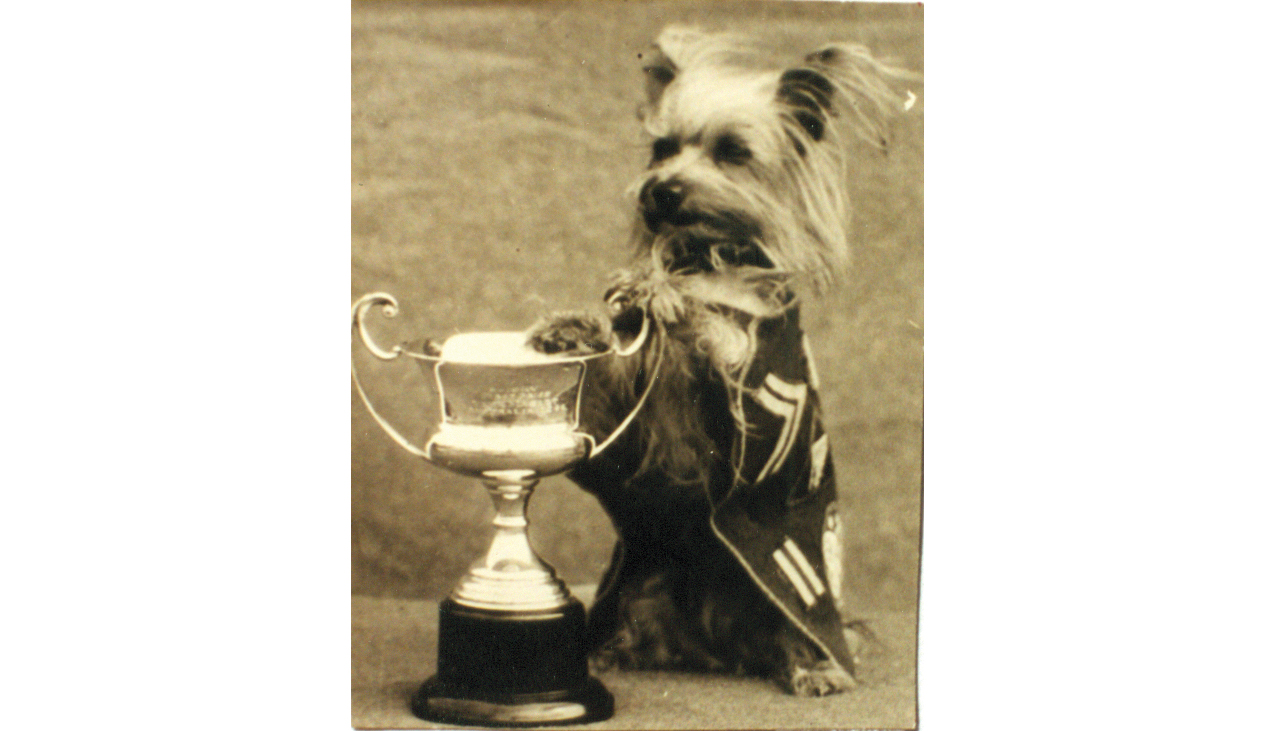 Smoky stands with her Champ Mascot trophy, now permanently displayed in The American Kennel Club Museum of the Dog in West St. Louis, Missouri. Here she wears a special “jacket” sewn from a card table cover by Red Cross volunteers in Australia and adorned with 5th Air Force insignia. 