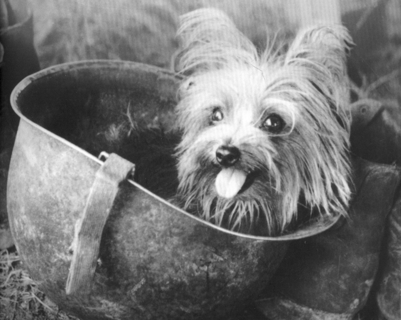 Yank magazine named Smoky “Best Mascot for the Southwest Pacific” and printed this snapshot of the Yorkie peering from Wynne’s helmet.
