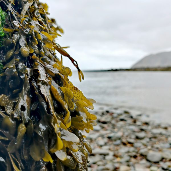 Sláinte! New Wave Greens: Ireland’s Sea Weeds