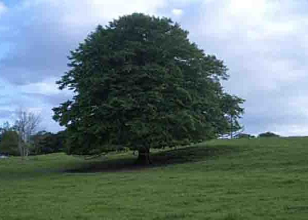 Sláinte!: The Tree of Life