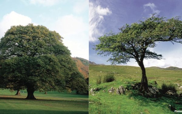 Sláinte! Irish Tree Tales