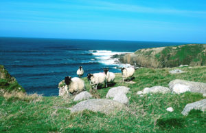 Sheep Grazing in Malinbeg, Glencolmcille. Courtesy of Tourism Ireland.