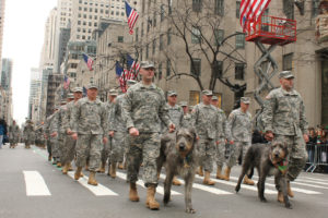 Clockwise: The New York 69th infantry battalion march in the St. Patrick’s Day Parade with Irish wolfhounds – the company’s mascots. Photo courtesy of Lt. Col. James Gonyo.