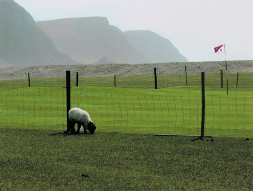 The sheep greenskeepers at Achill Island.