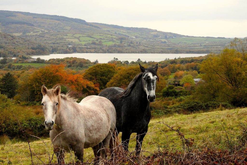 Autumn is a beautiful time of year to visit Clare. These inquisitive horses have a view of Lough Graney from the Sliabh Aughty Mountains near Caher. 