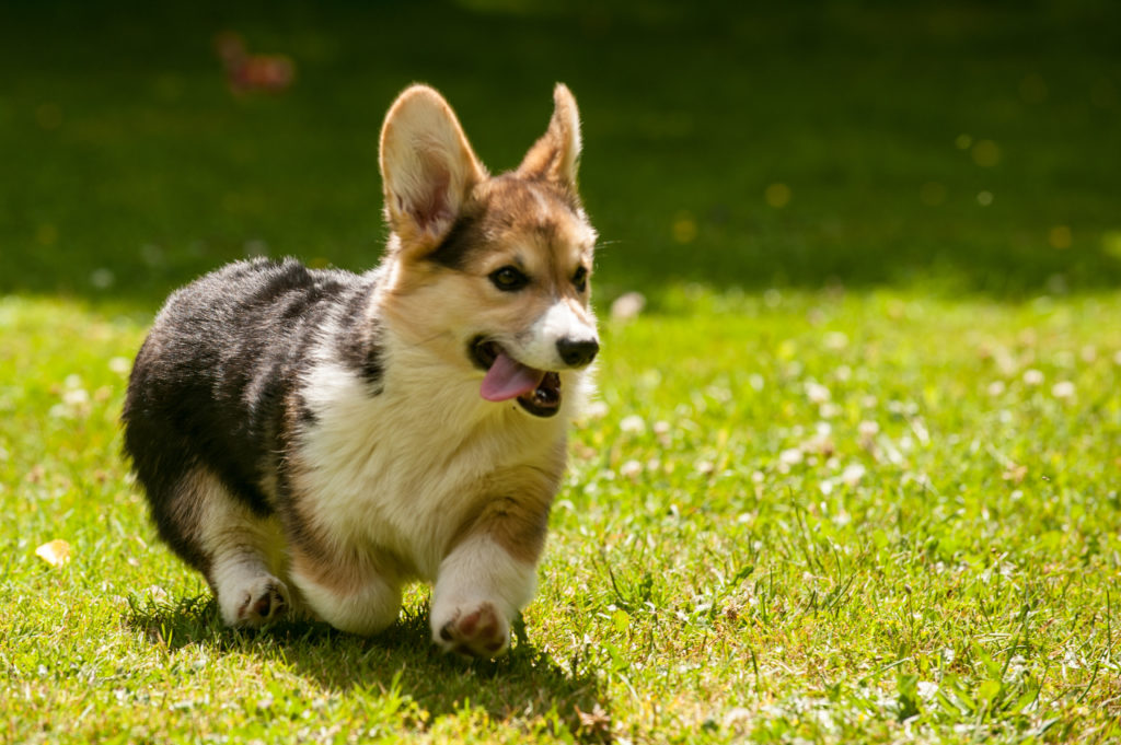 The ancestors of Welsh Corgies were decidedly not from Wales. (Photo: Daniel Stockman / Flickr)