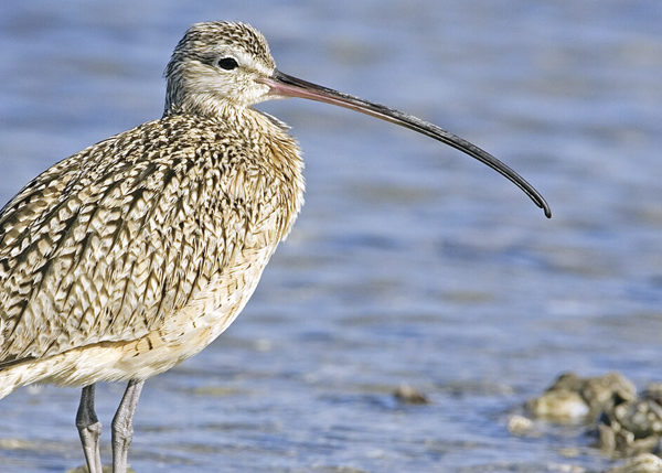 The Cry of the Curlew