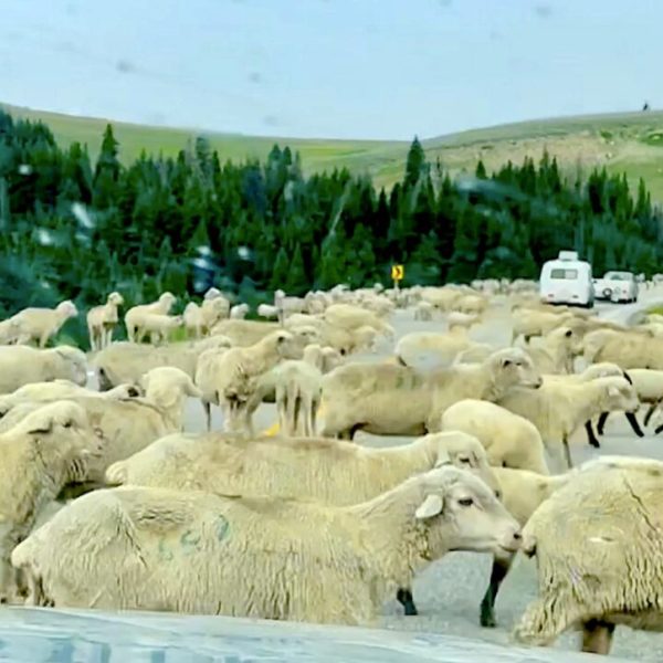 Got a Case of Teen Travel Angst? Find a Herd of Mountain Sheep