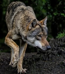 Photo of a wolf