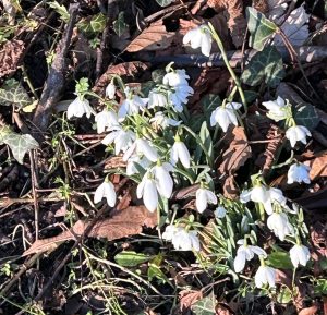 Snowdrops in Brooke Park in Derry.